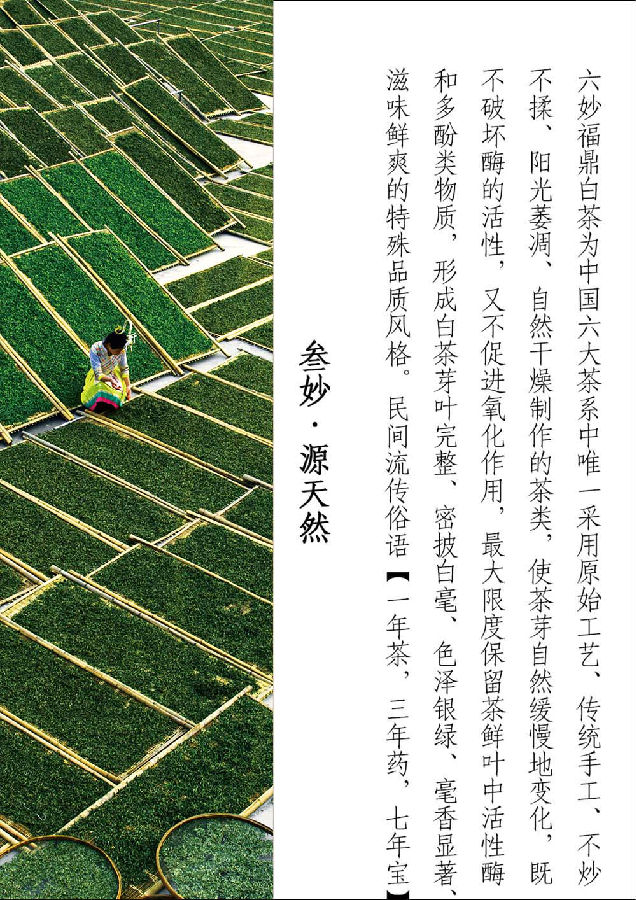 福鼎白茶 六妙白茶 北纬27度 煮.老白茶饼(陈1)2009